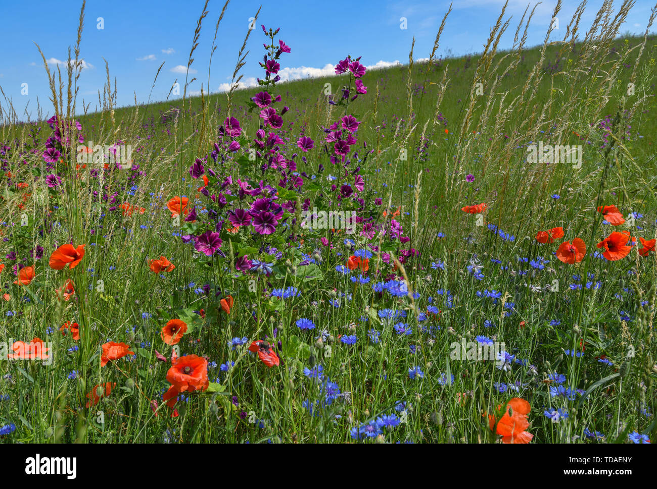 Lietzen, Germany. 14th June, 2019. Different wildflowers bloom on a field edge strip in the district of Märkisch-Oderland in East Brandenburg. Credit: Patrick Pleul/dpa-Zentralbild/ZB/dpa/Alamy Live News Stock Photo