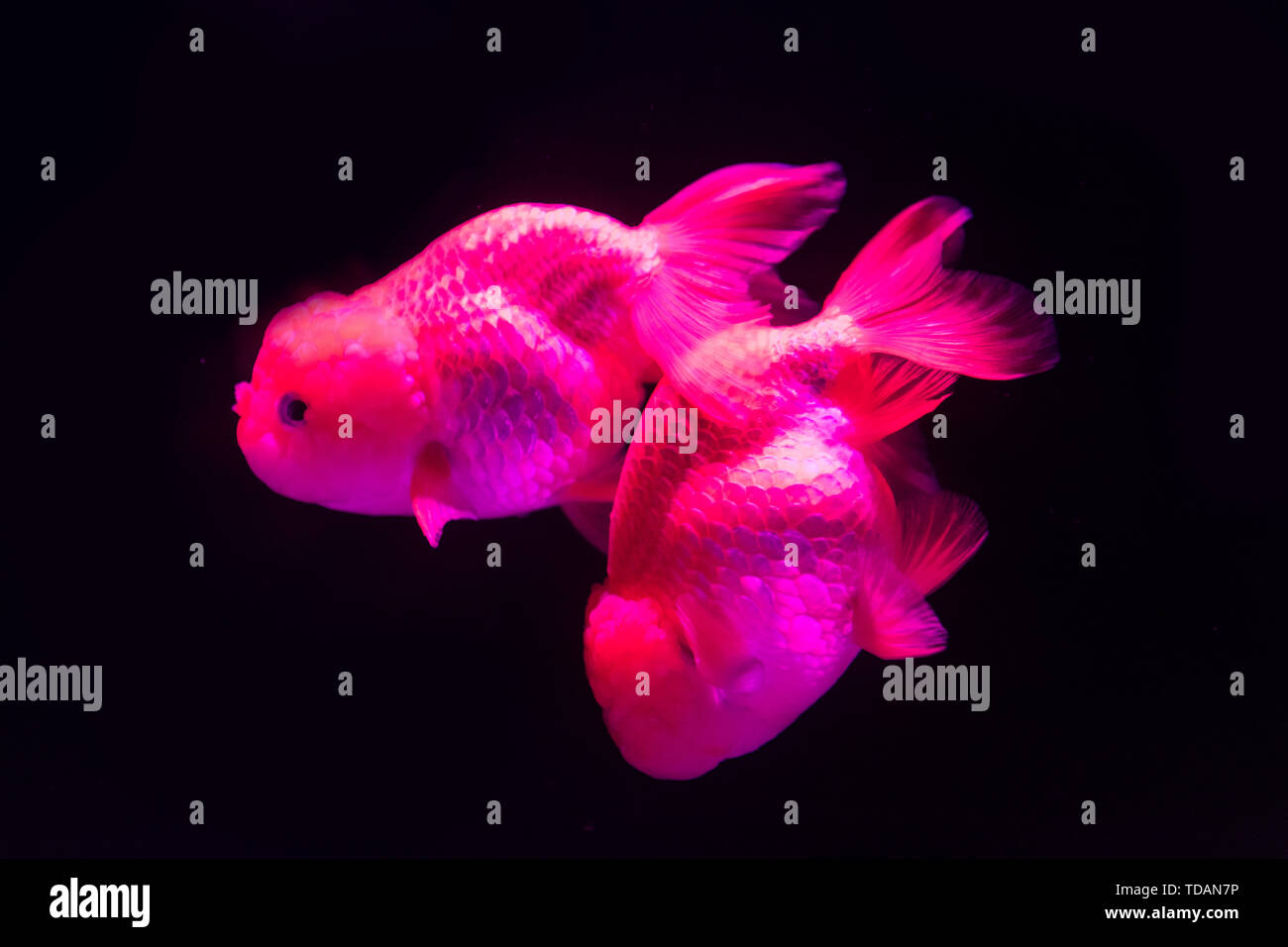 Goldfish lion head hires stock photography and images Alamy