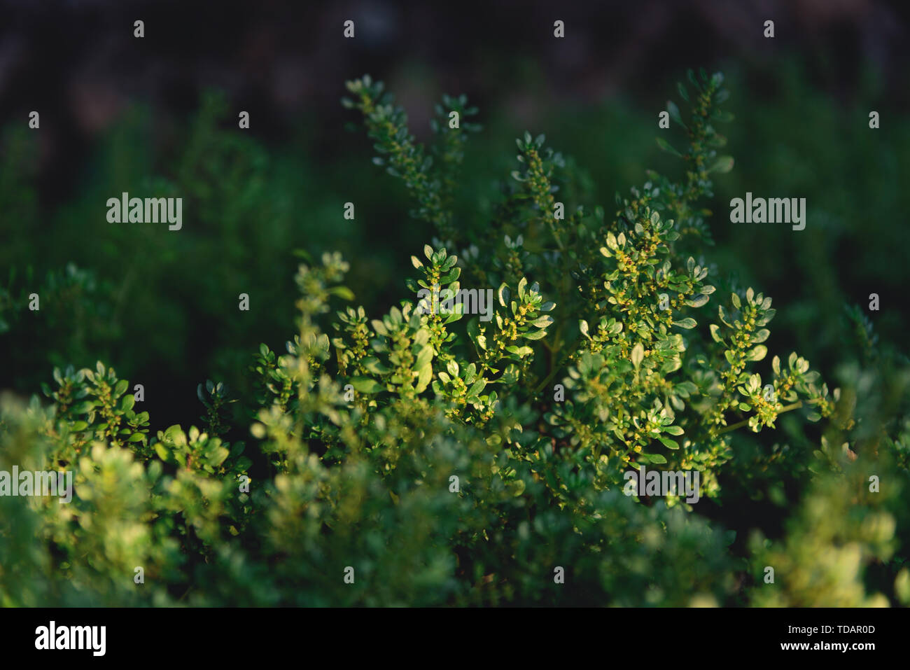 Moss on stone walls hi-res stock photography and images - Alamy