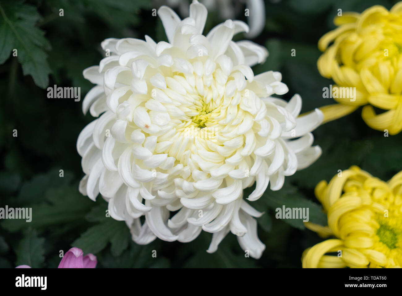 At the Chengdu Chrysanthemum Flower Flower Exhibition, all cherished varieties Stock Photo