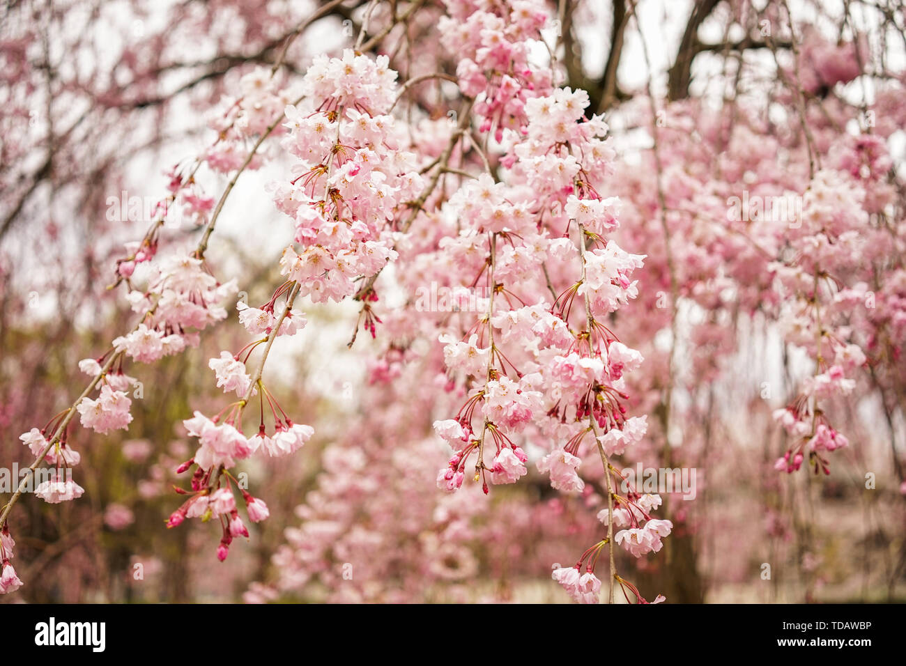 Cherry blossom (Sakura) in Kyoto, Japan. Cherry blossom festivals are