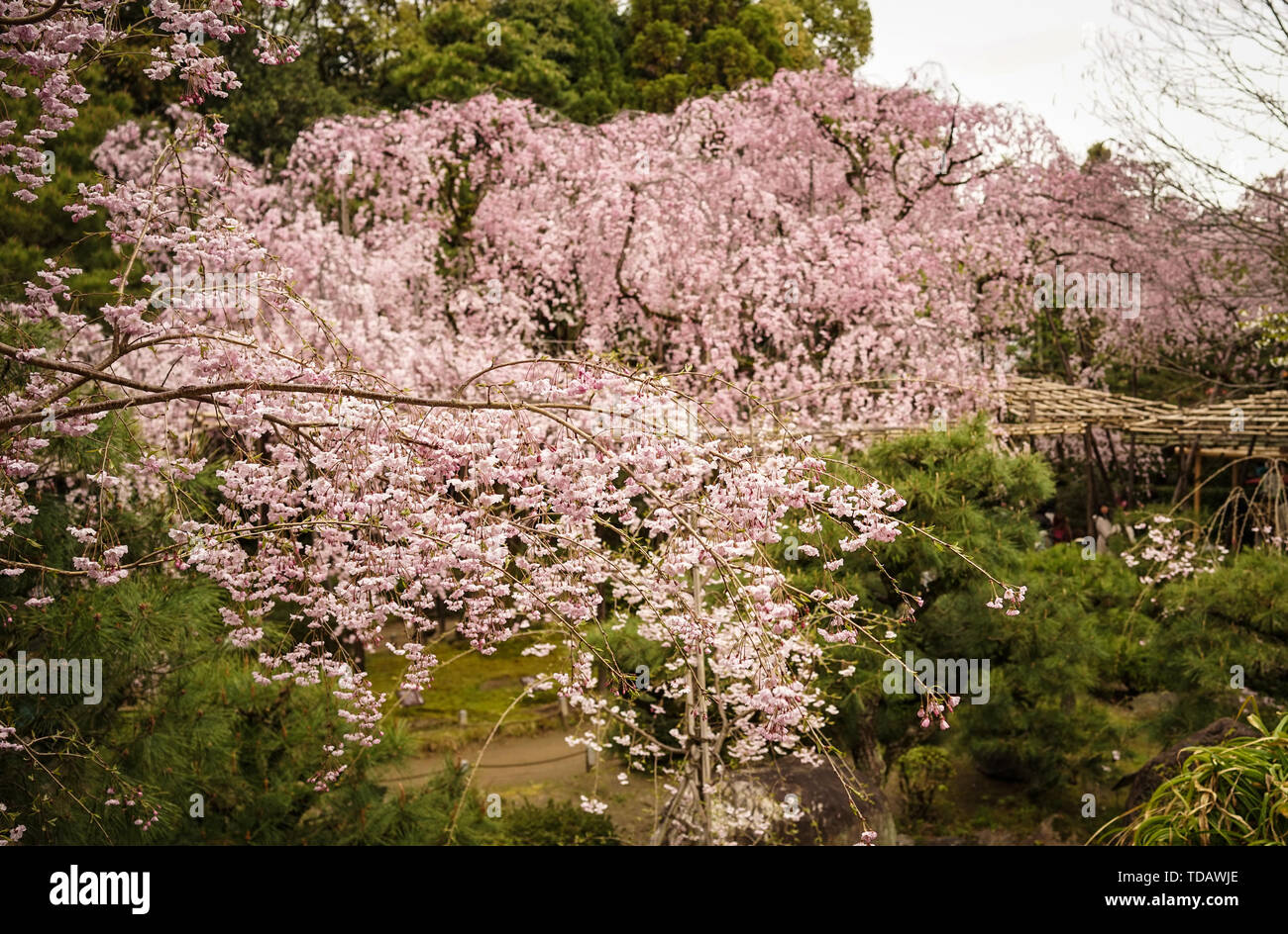 Cherry blossom (Sakura) in Kyoto, Japan. Cherry blossom festivals are