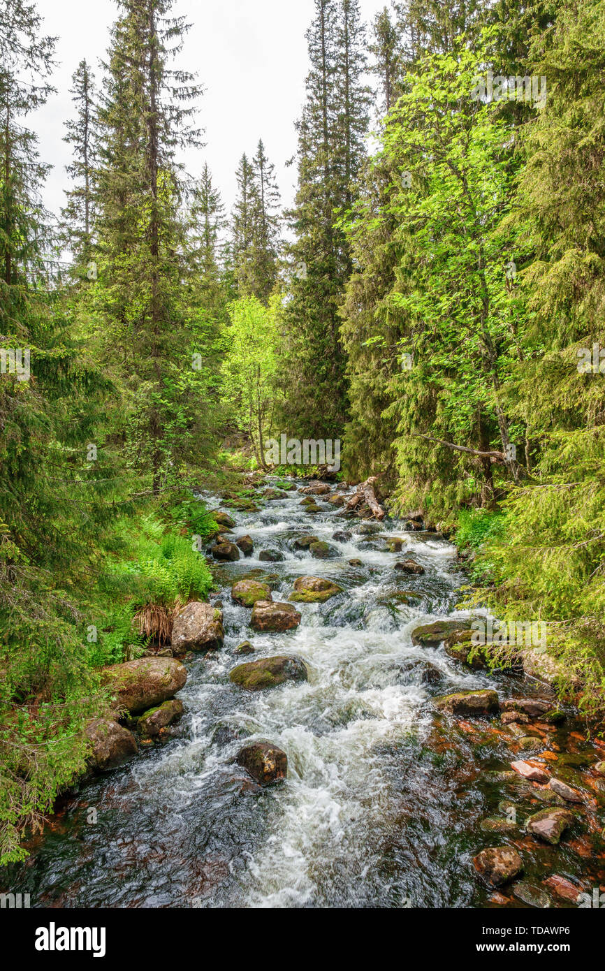 Stream running through a beautiful wild forest Stock Photo
