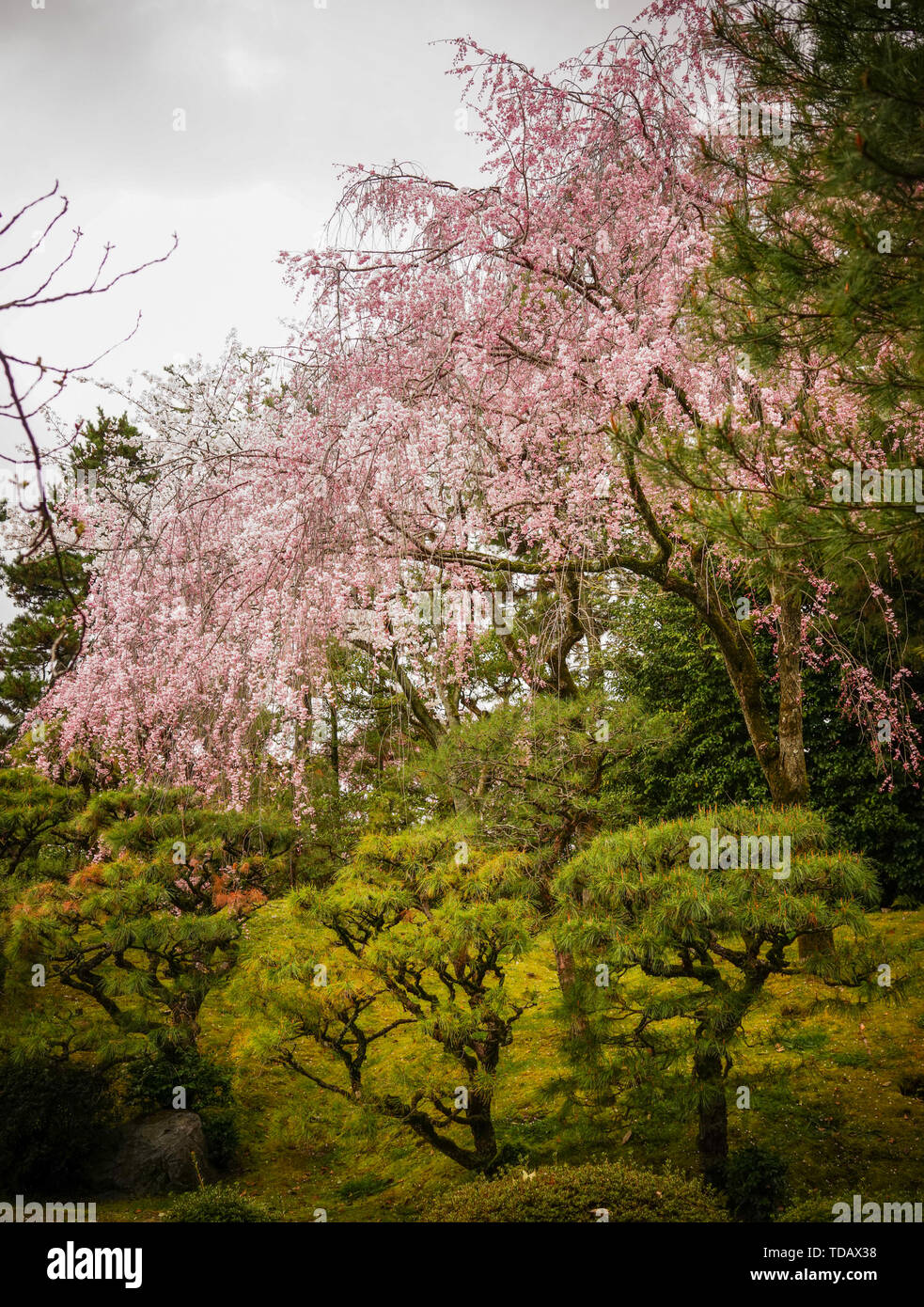 Cherry blossom (Sakura) in Kyoto, Japan. Cherry blossom festivals are