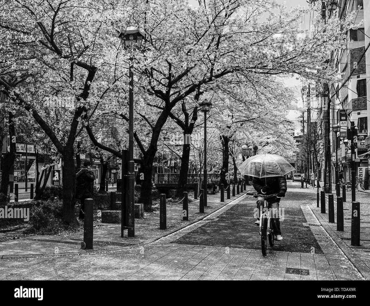 kyoto-japan-apr-6-2014-cherry-blossom-sakura-in-kyoto-japan