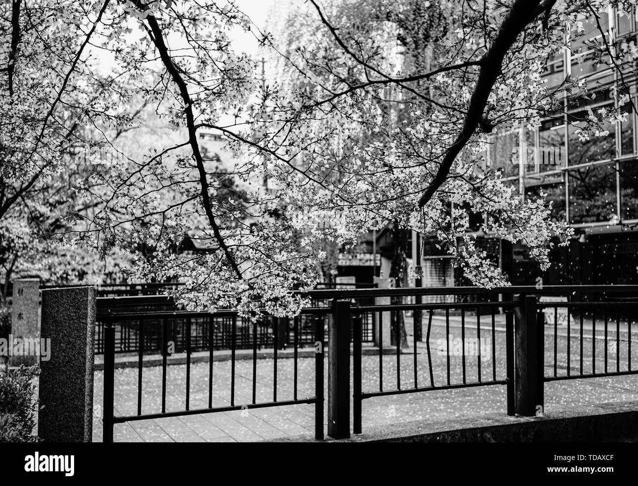 cherry-blossom-sakura-in-kyoto-japan-cherry-blossom-festivals-are