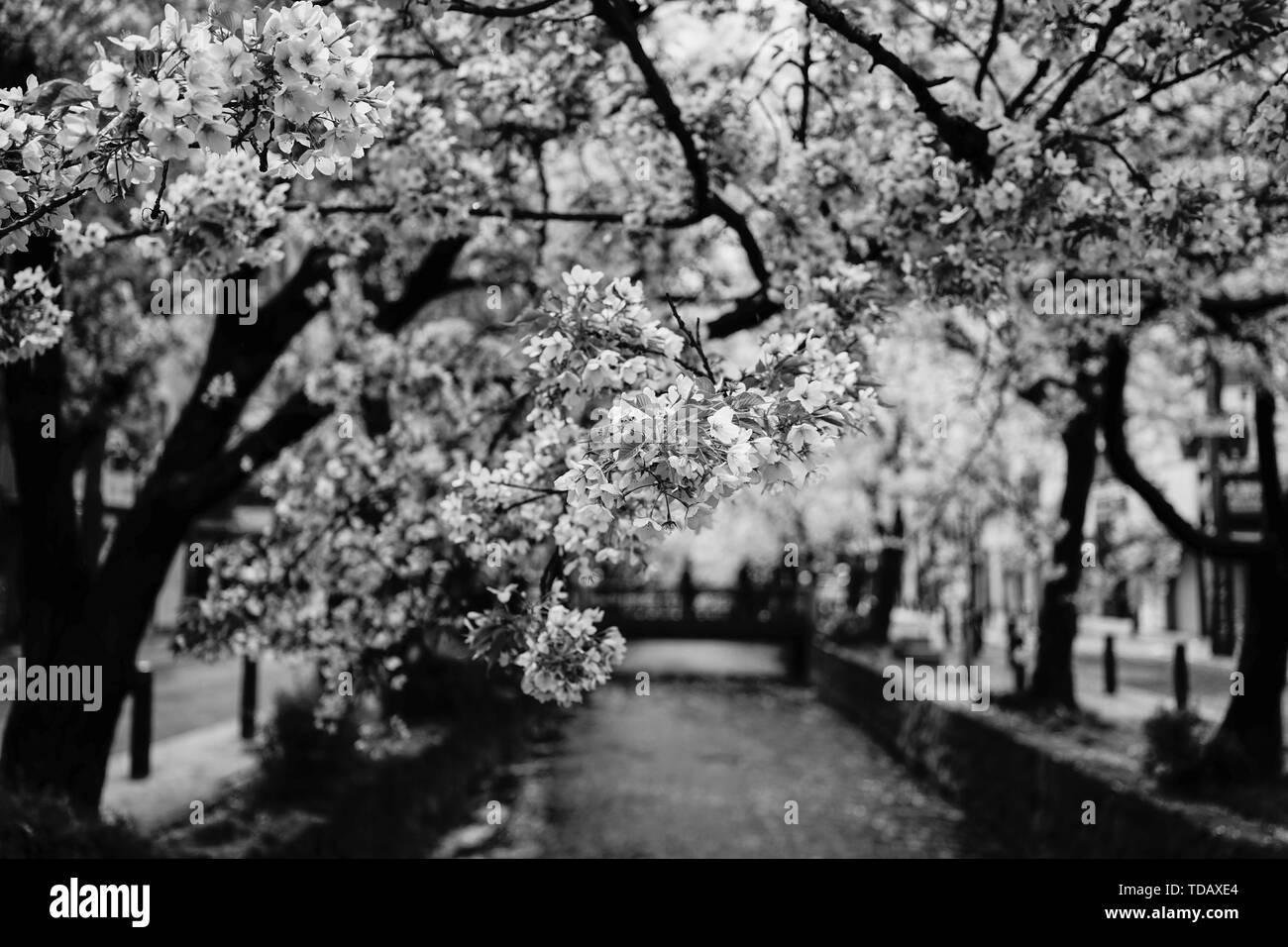 cherry-blossom-sakura-in-kyoto-japan-cherry-blossom-festivals-are
