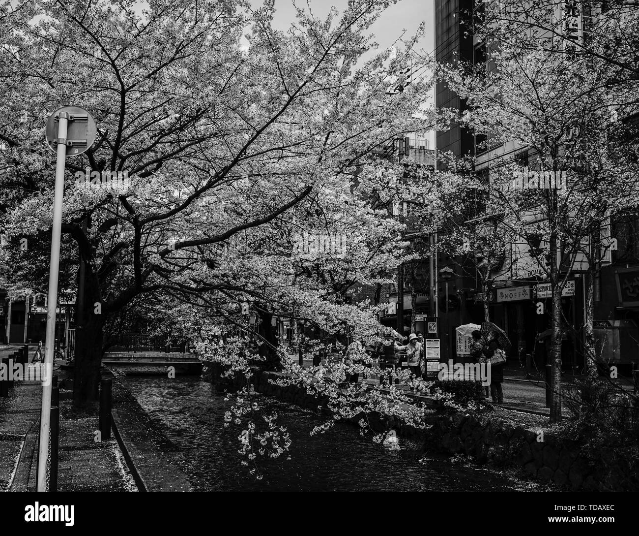 kyoto-japan-apr-6-2014-cherry-blossom-sakura-in-kyoto-japan