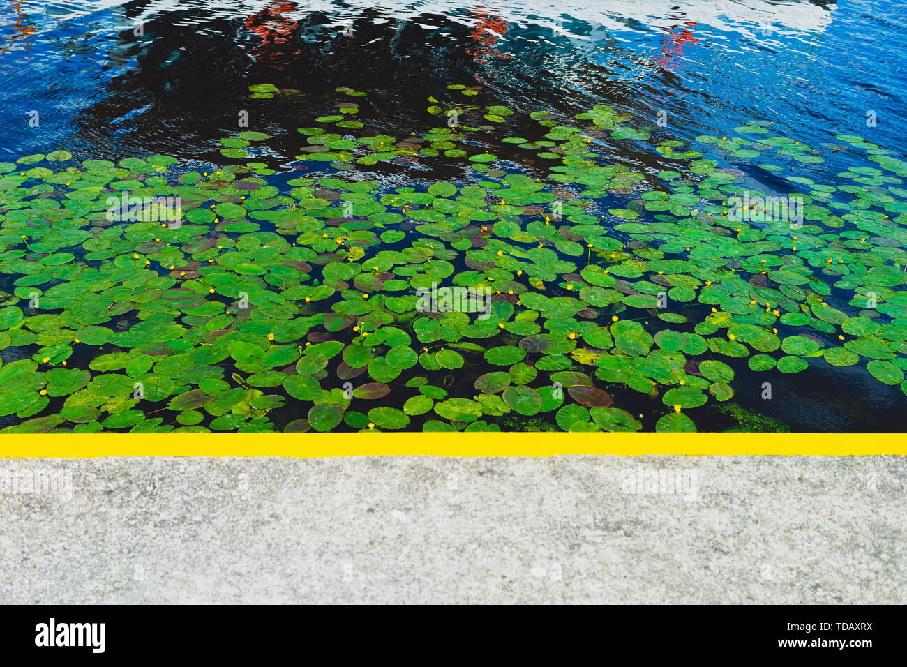 Green water lilies in the river at the pier Stock Photo - Alamy