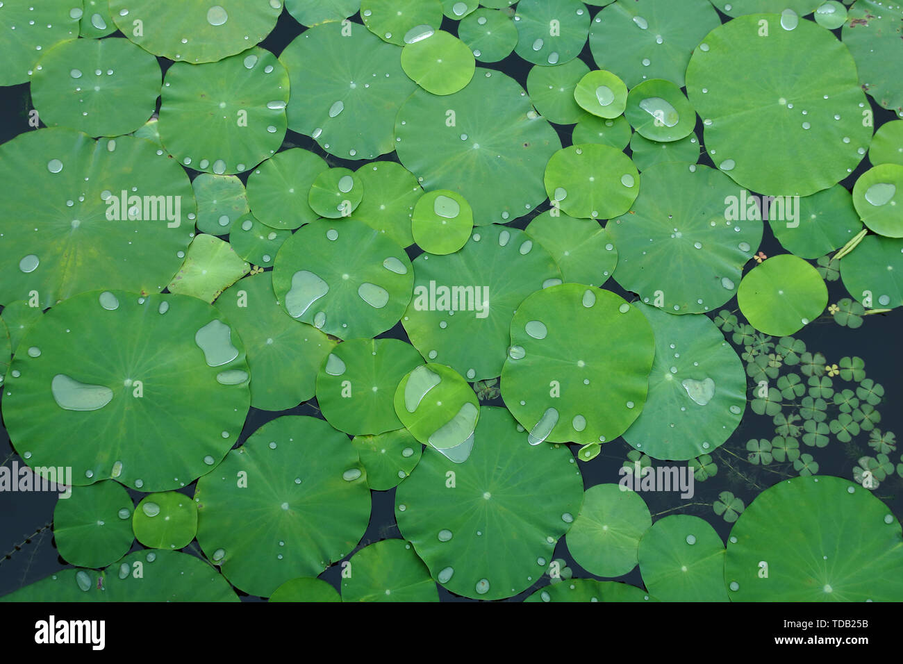 Pat the lotus leaves in the pond Stock Photo - Alamy