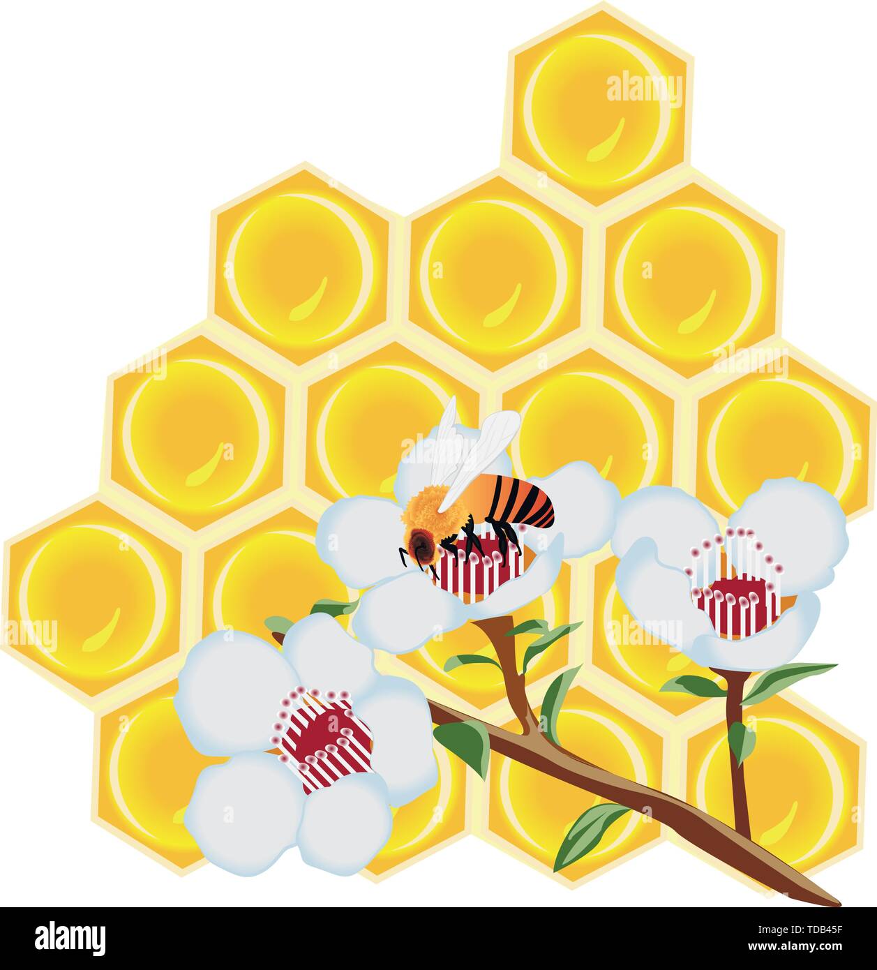 A honeycomb and a bee on a flower vector illustration on a white ...