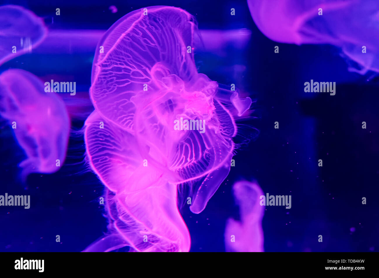 Shanghai Haichang Ocean Park jellyfish Stock Photo Alamy