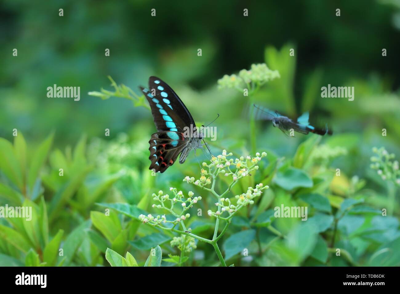 Butterfly scenery hi-res stock photography and images - Alamy