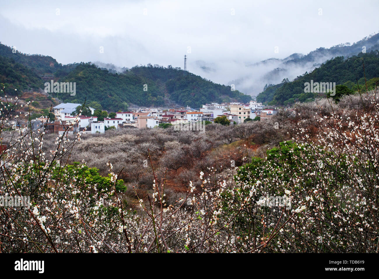Land of plum blossoms in Luhe Stock Photo