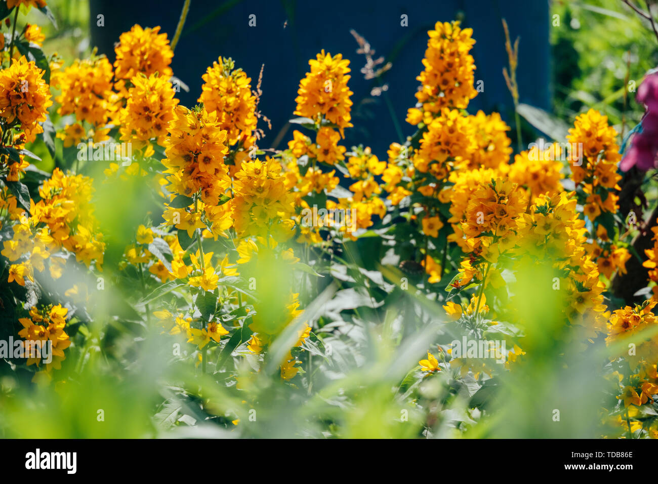 buds of small yellow flowers in the summer in the courtyard Stock Photo