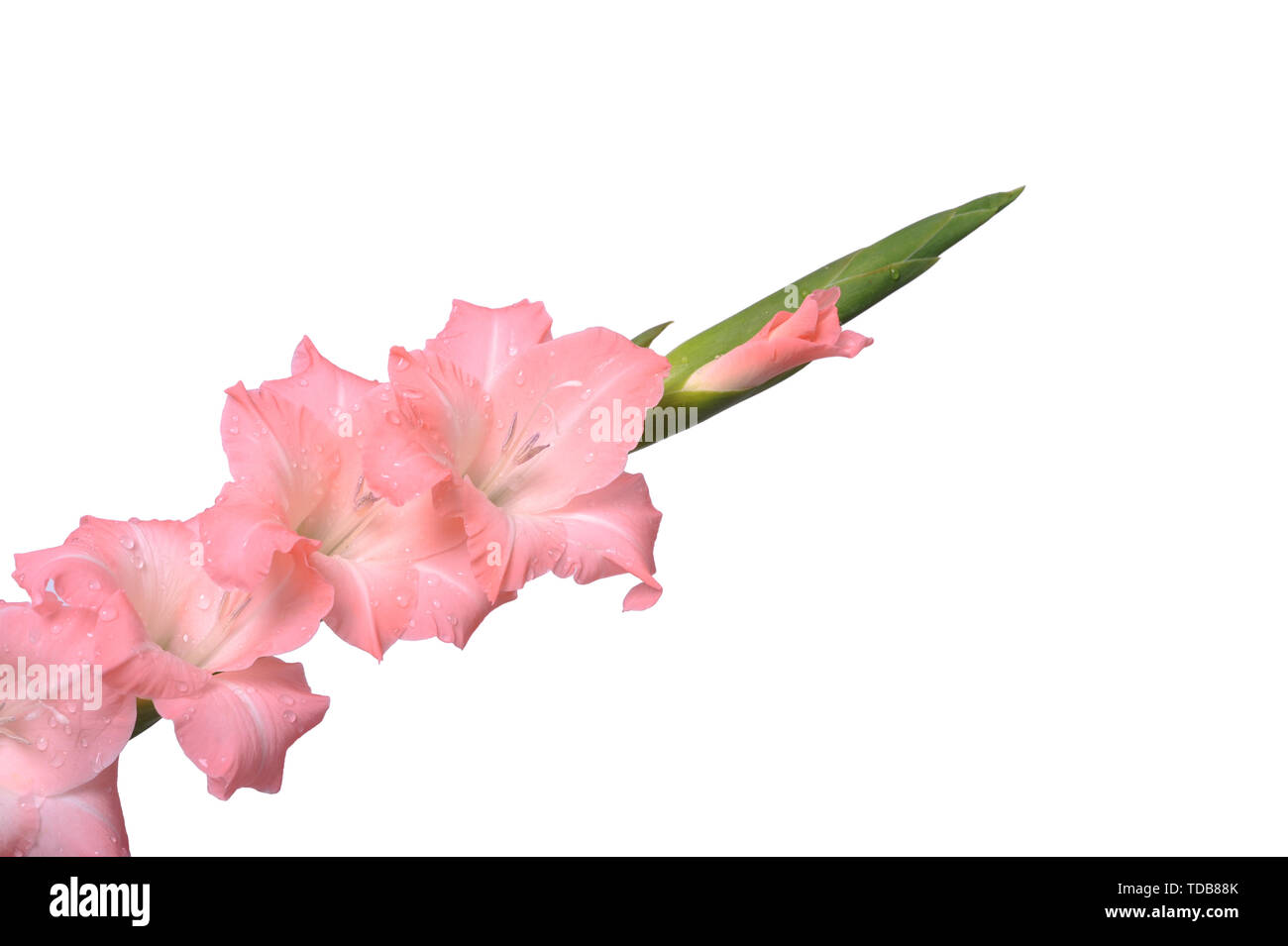 pink flowers isolated on white background Stock Photo - Alamy