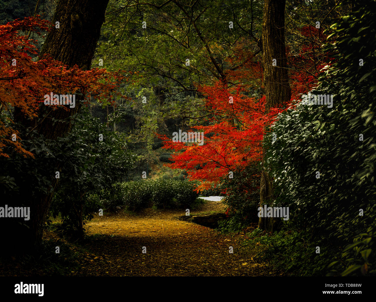 In quiet woods hi-res stock photography and images - Alamy