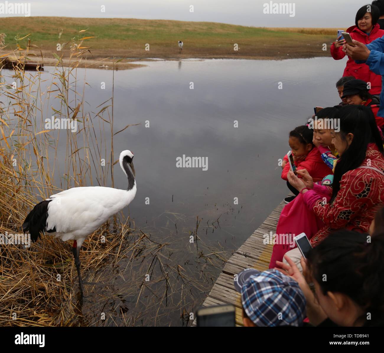 red - crowned crane Stock Photo - Alamy