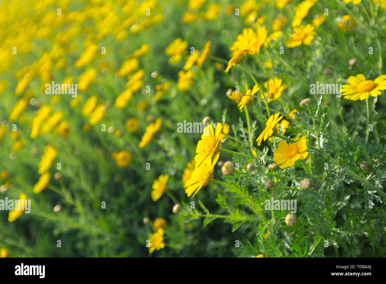 Spring background with beautiful yellow flowers Stock Photo - Alamy