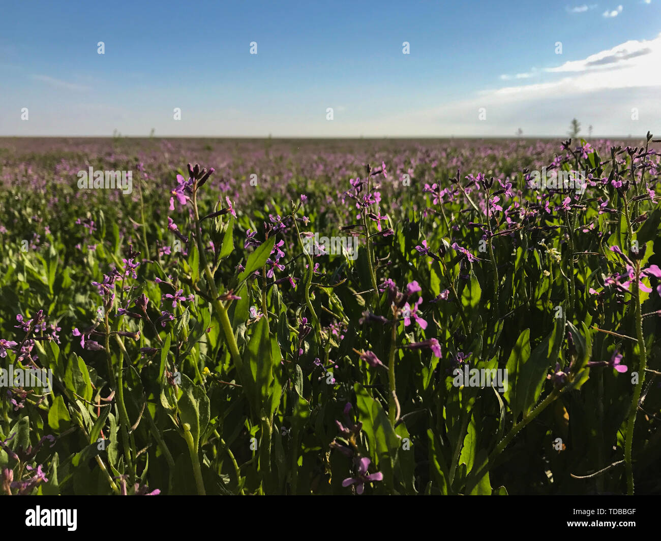 huge field and sky with small purple flowers Stock Photo