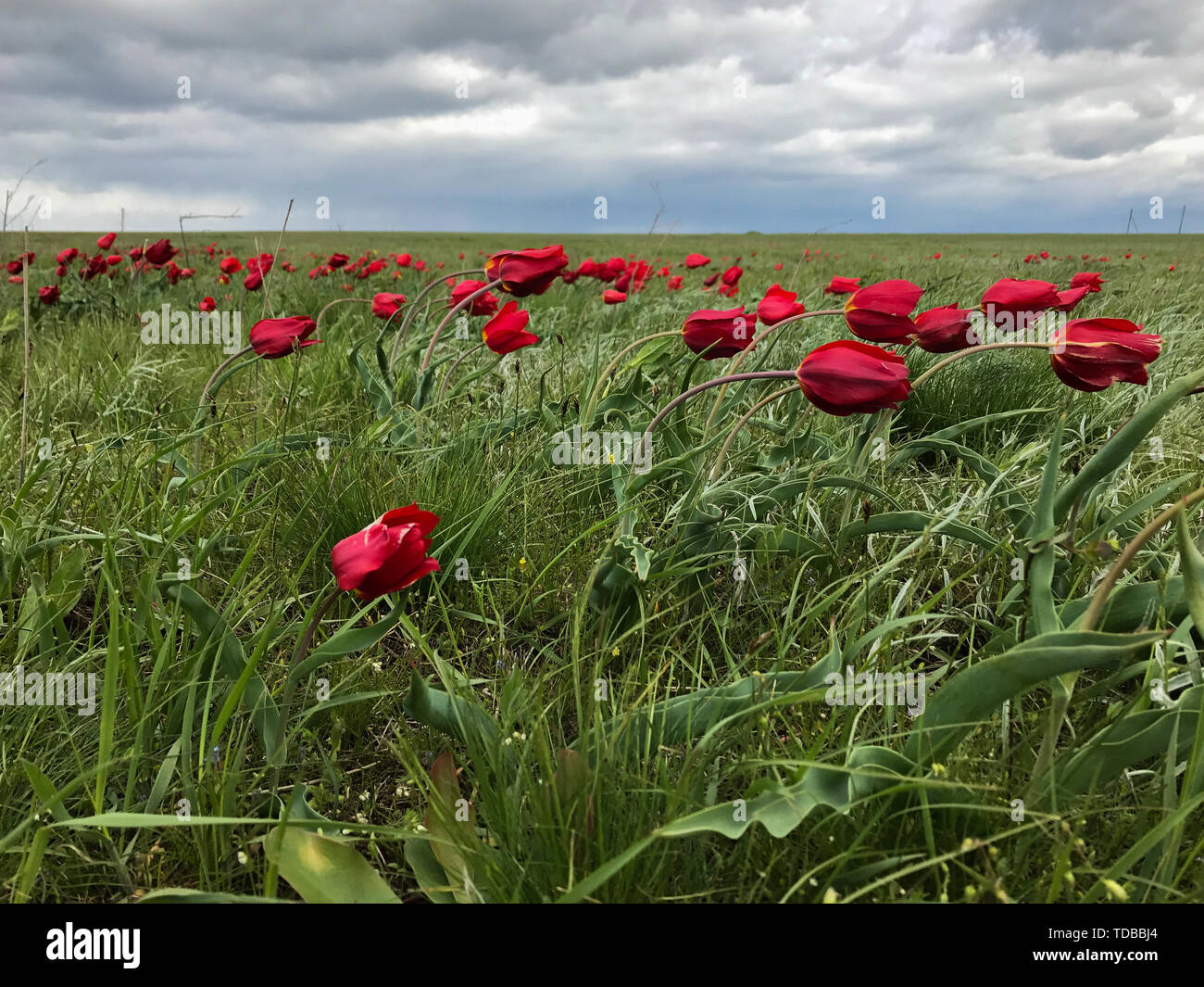 wind blows a field of red poppies in the daytime Stock Photo