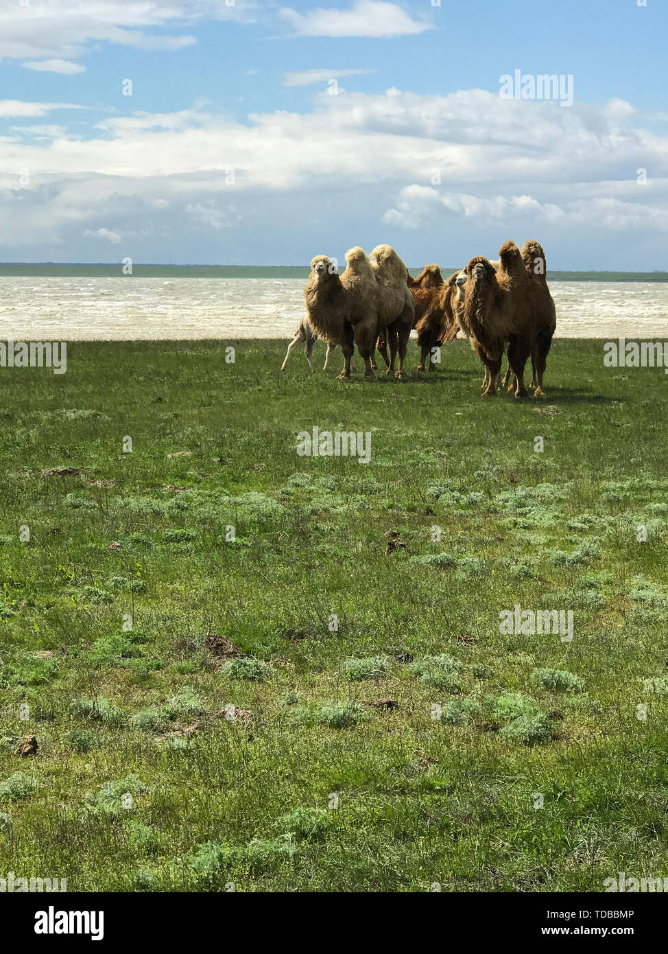 herd of camels in a field against the sky Stock Photo