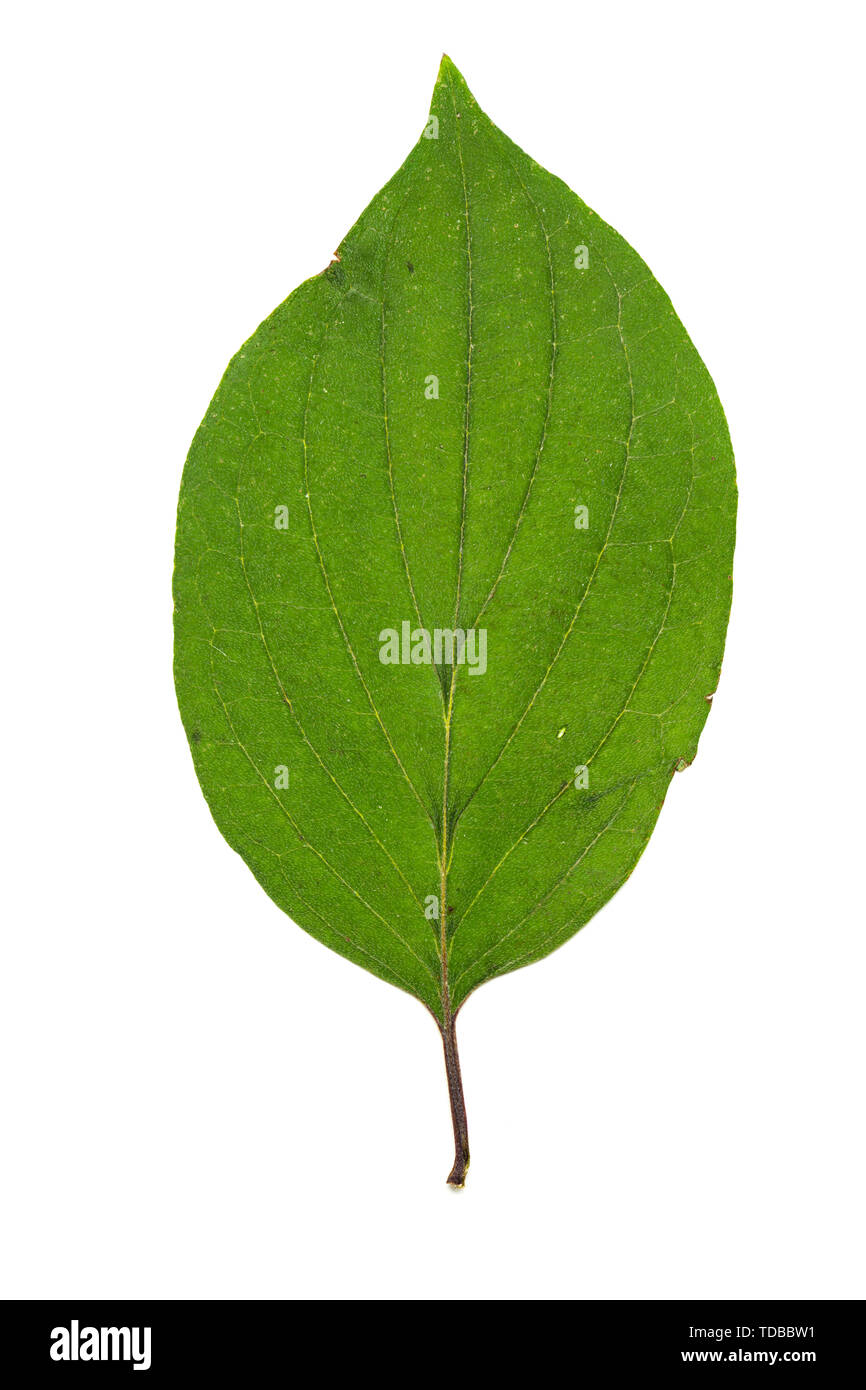 Collection of leaves isolated on a white background Stock Photo - Alamy