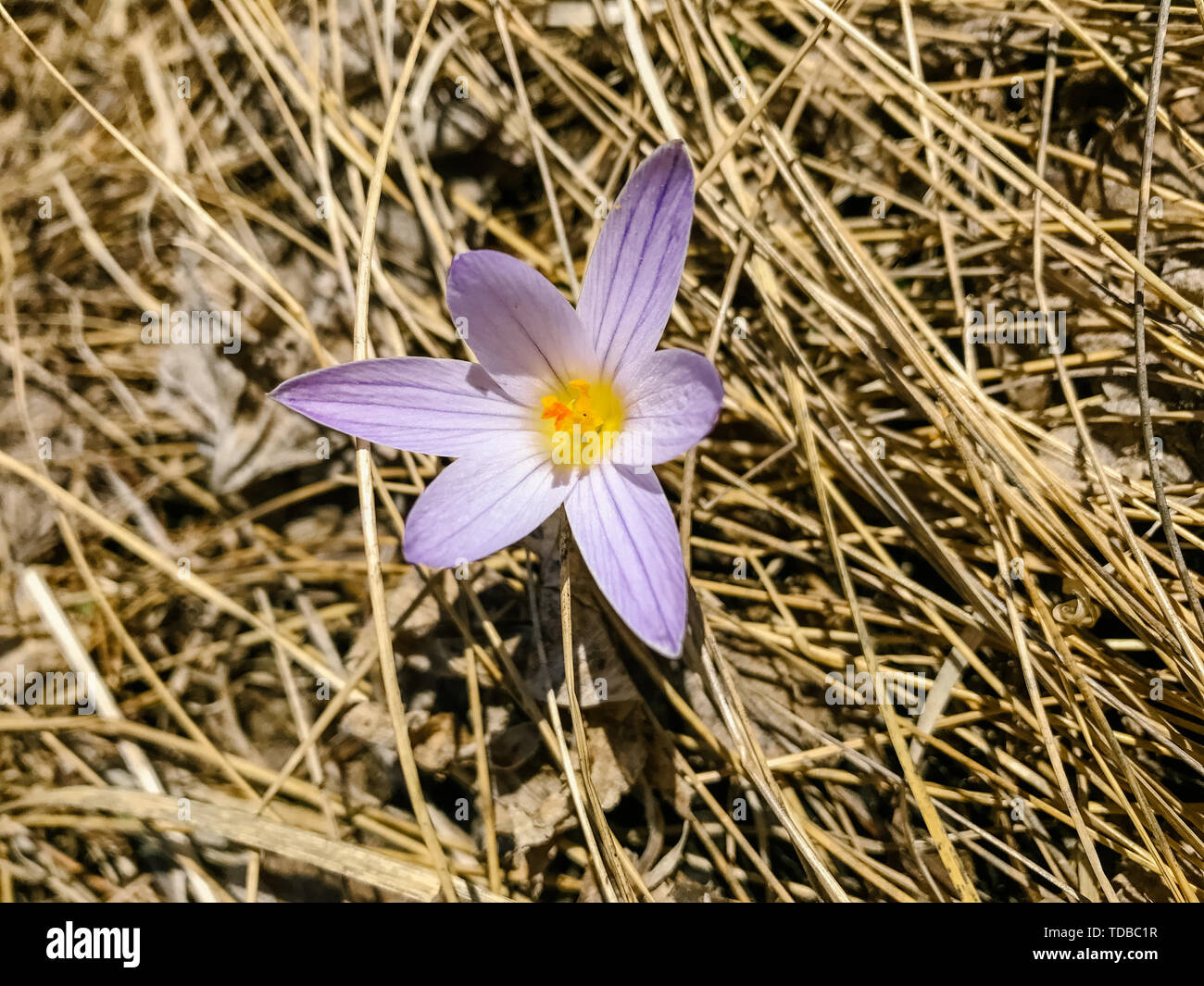 Grass flower wallpaper hi-res stock photography and images - Alamy