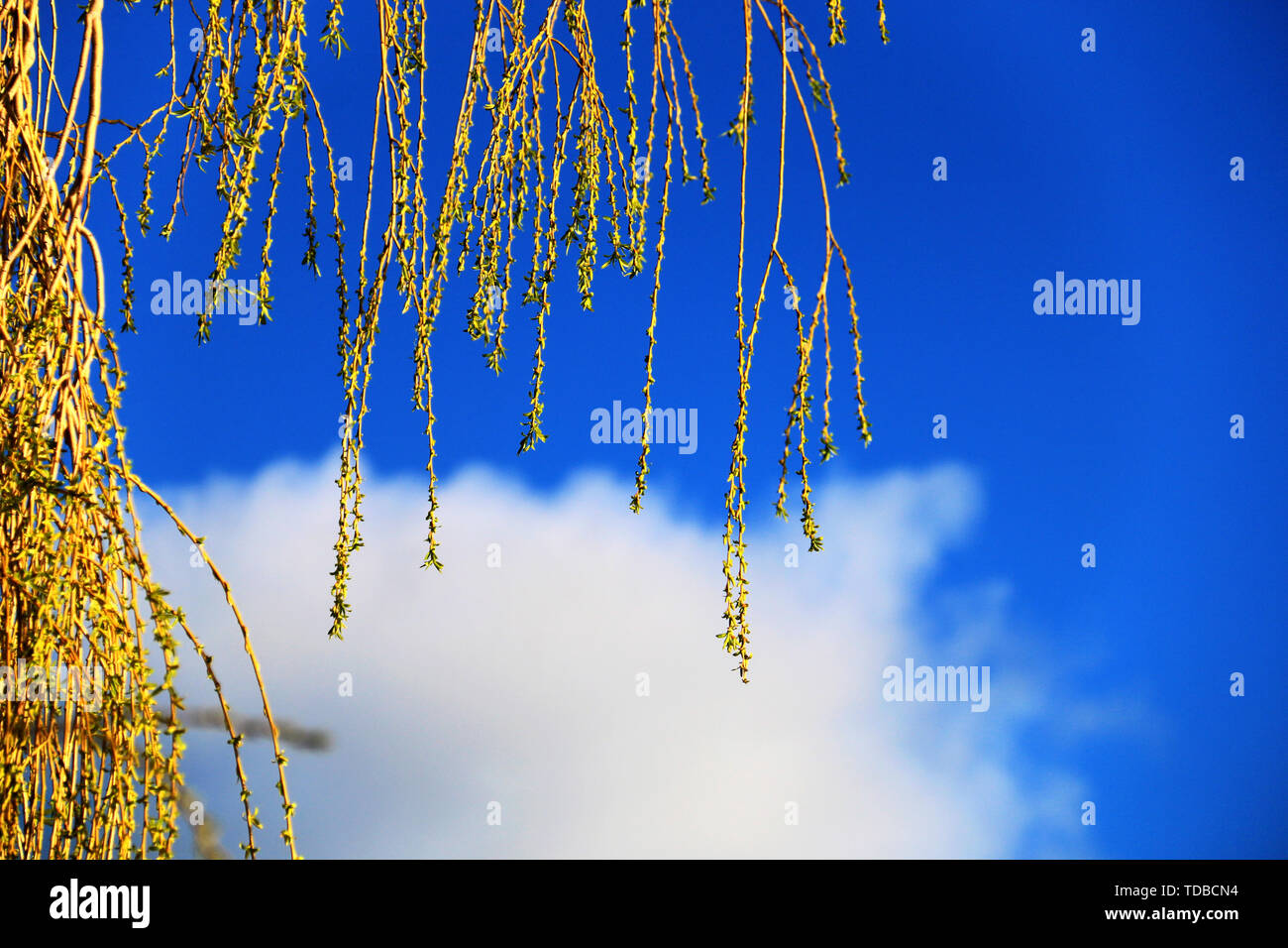 The weeping willow under the blue sky Stock Photo - Alamy