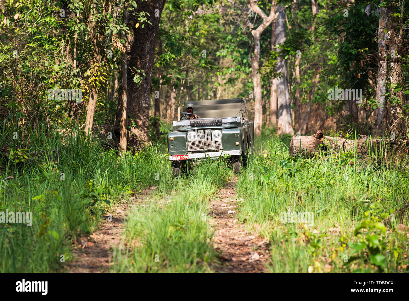 CHITWAN NATIONAL PARK, NEPAL - CIRCA MAY2019: A vintage Land Rover Series II is being driven in Chitwan National Park jungle. The car has been modifie Stock Photo