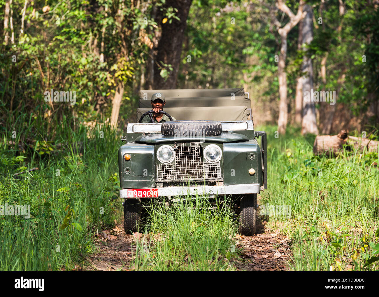 CHITWAN NATIONAL PARK, NEPAL - CIRCA MAY2019: A vintage Land Rover Series II is being driven in Chitwan National Park jungle. The car has been modifie Stock Photo
