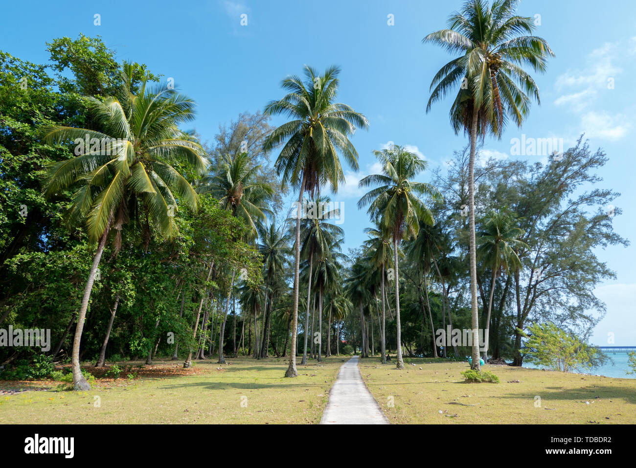 Large coconut forests in the tropics Stock Photo - Alamy