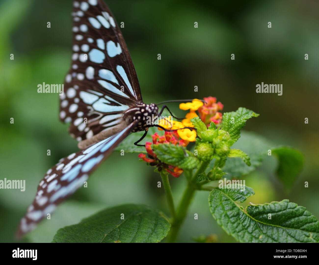 Scaly winged species hires stock photography and images Alamy