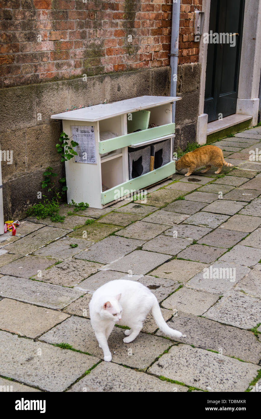Ginger and white street cats, 'gatti liberi', Venice, Veneto, Italy Stock Photo
