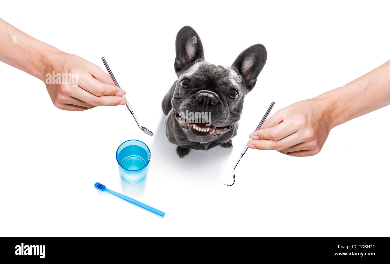 french bulldog dog holding a toothbrush with mouth , isolated on white background, at the