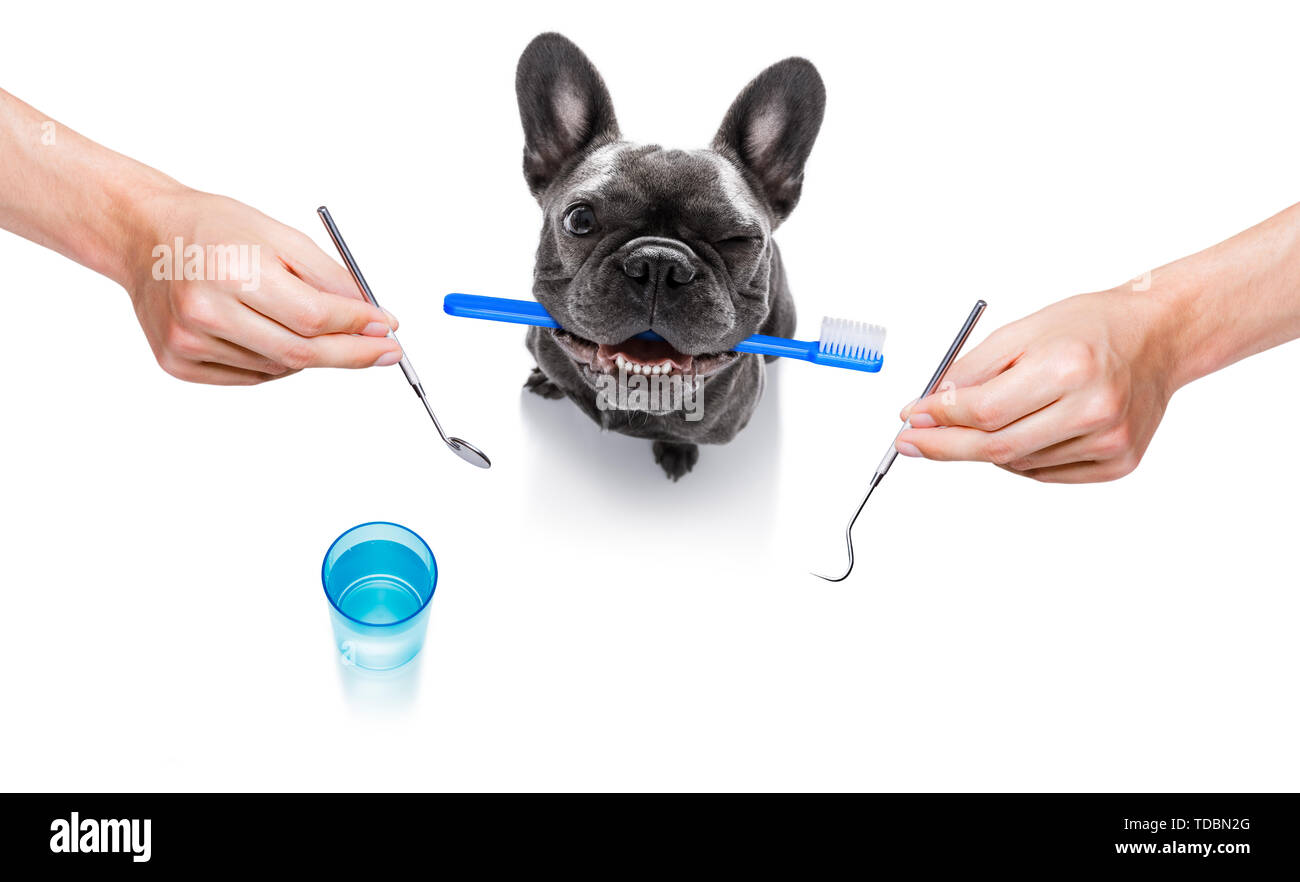 french bulldog dog holding a toothbrush with mouth , isolated on white background, at the