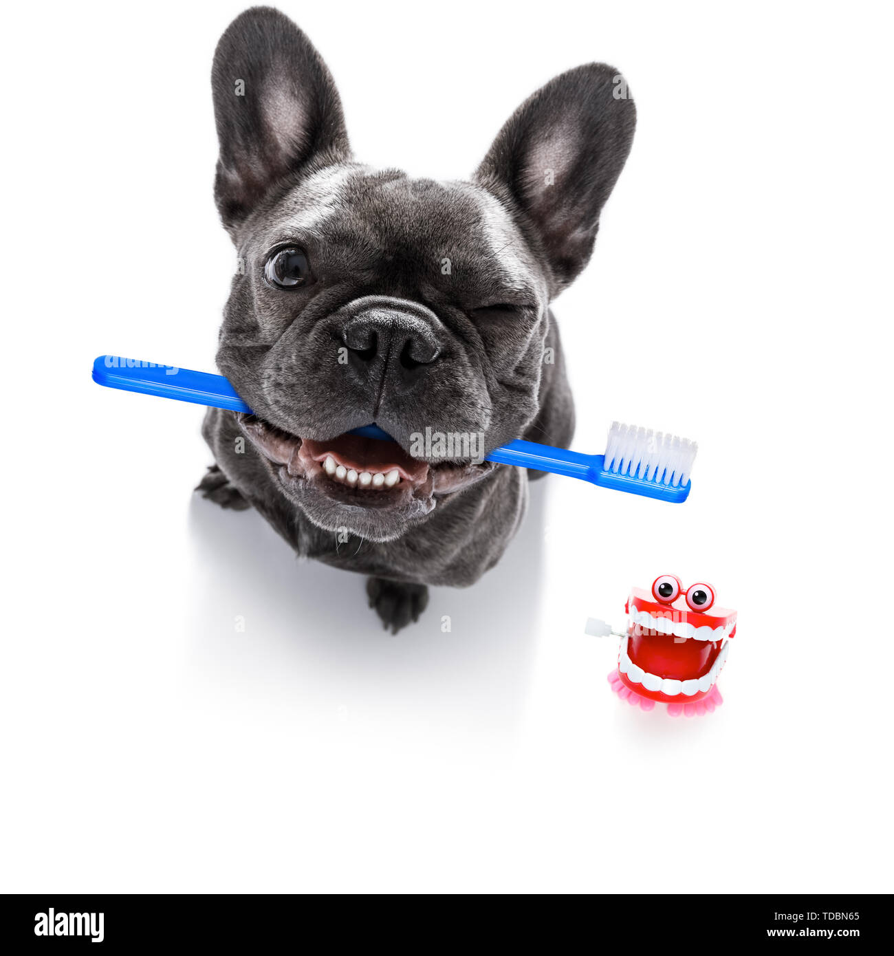 french bulldog dog holding a toothbrush with mouth , isolated on white background, at the