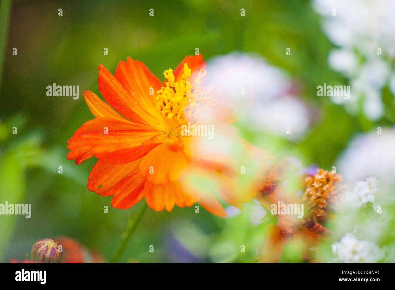 Chrysanthemum blooming in green background Stock Photo - Alamy