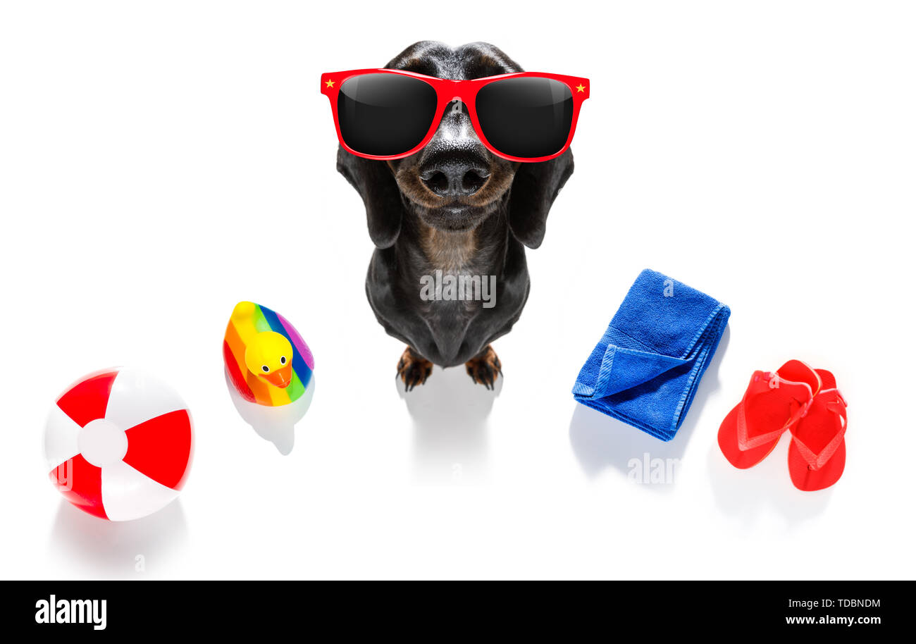 summer vacation sausage dachshund dog with rubber duck and flip flops, towel wearing sunglasses, isolated on white background Stock Photo