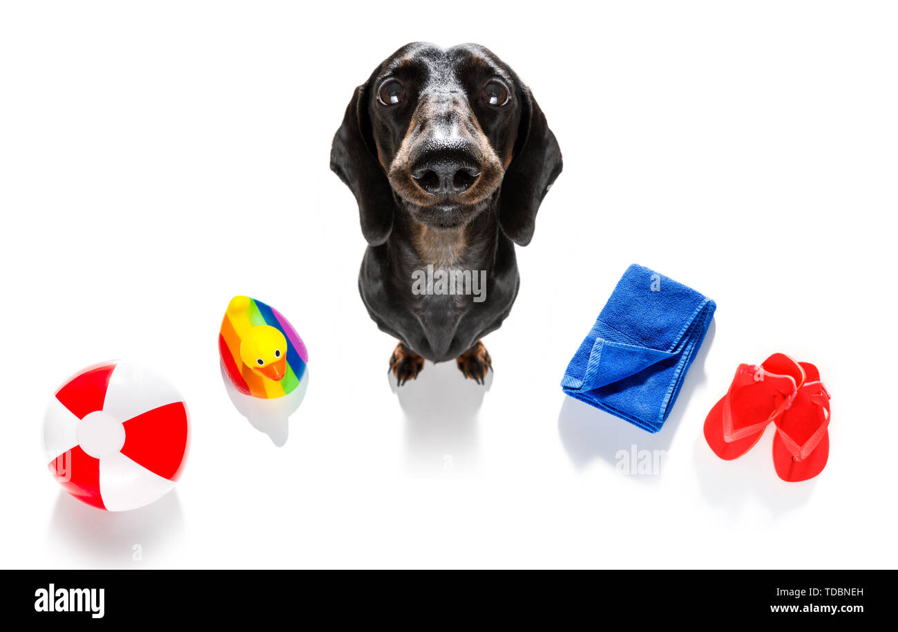 dog wearing flip flops