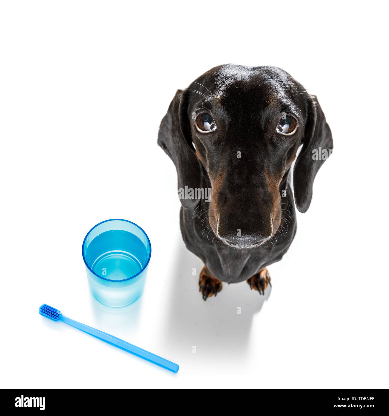 sausage dachshund dog holding a toothbrush with mouth , isolated on