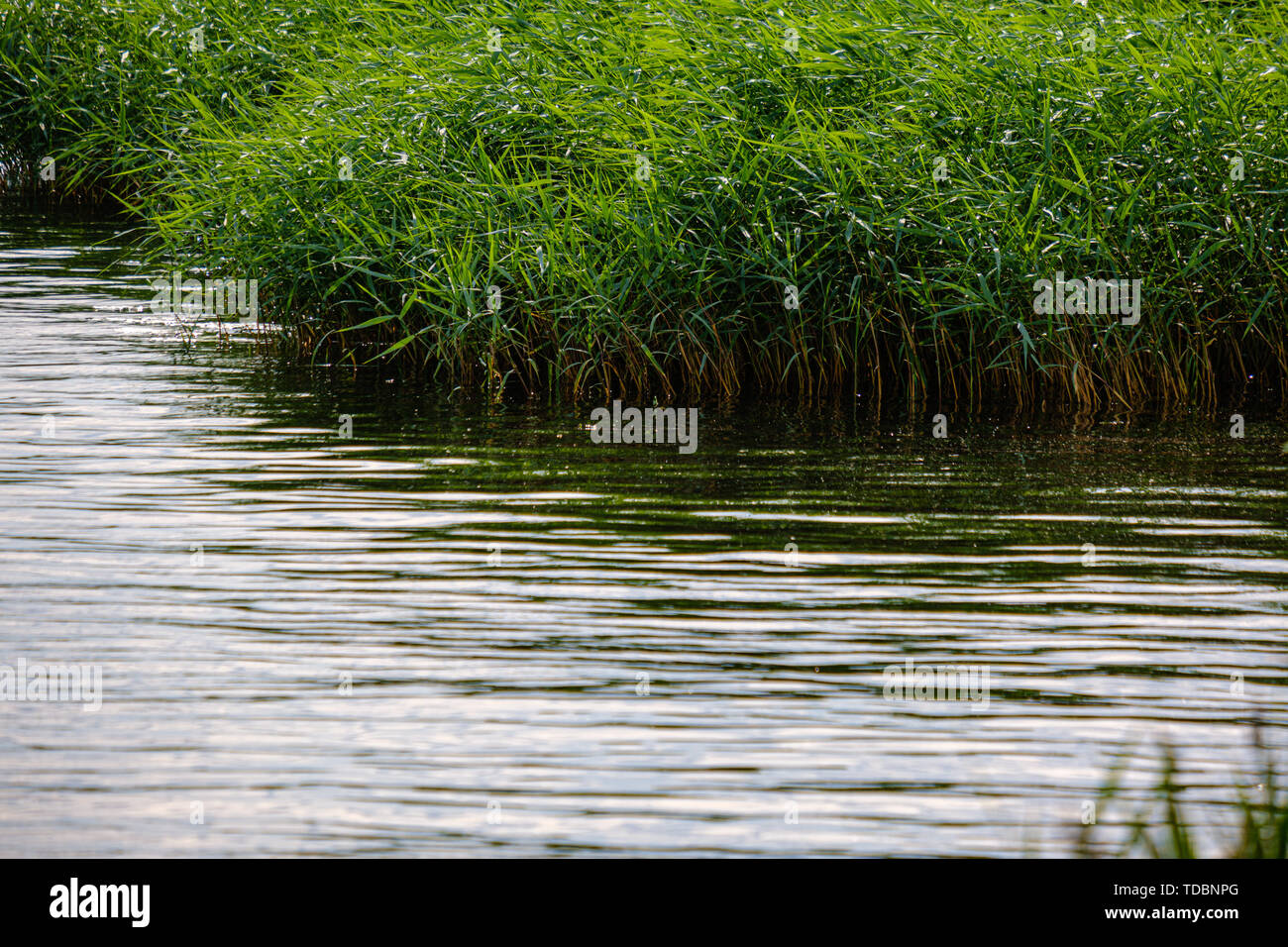 green meadow pasture grass details by the river  with blur background Stock Photo