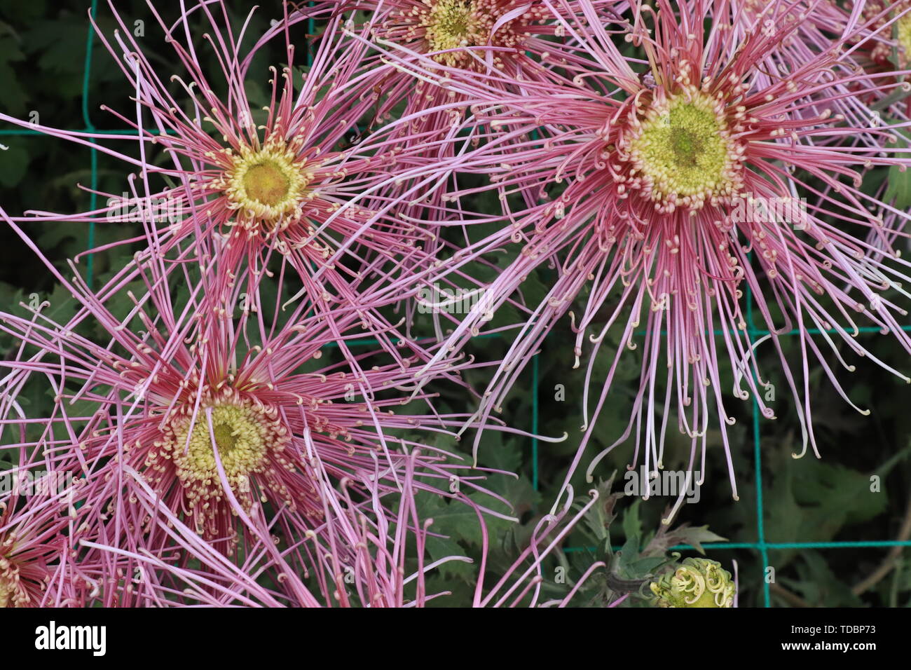 Chrysanthemums grass hi-res stock photography and images - Alamy