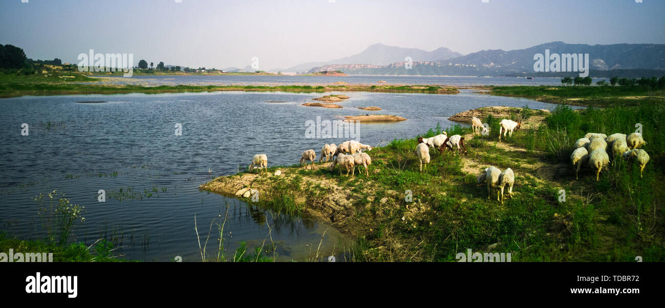 The flock by the lake Stock Photo - Alamy