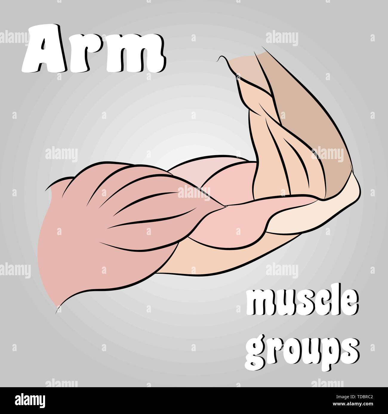 Arm muscle groups as a line drawing, vector illustration Stock Vector
