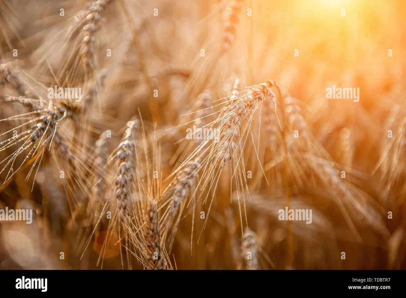 Wheat field with a glint of the sun. Golden ears of wheat or rye. Whole ...