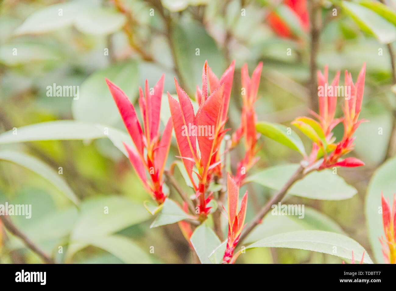 Red leaves, buds in the south of the city. Stock Photo