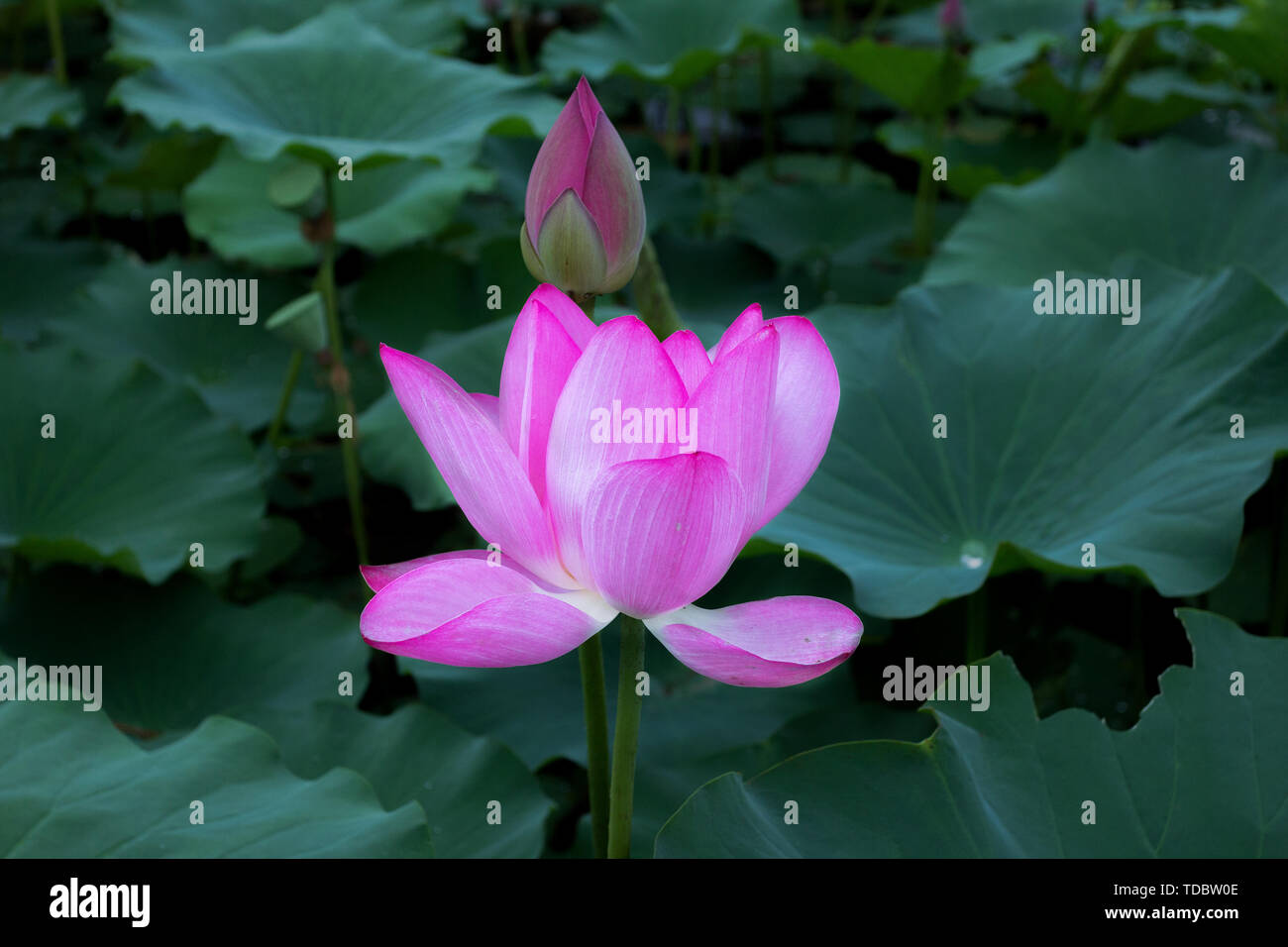Lotus pond lotus Stock Photo Alamy
