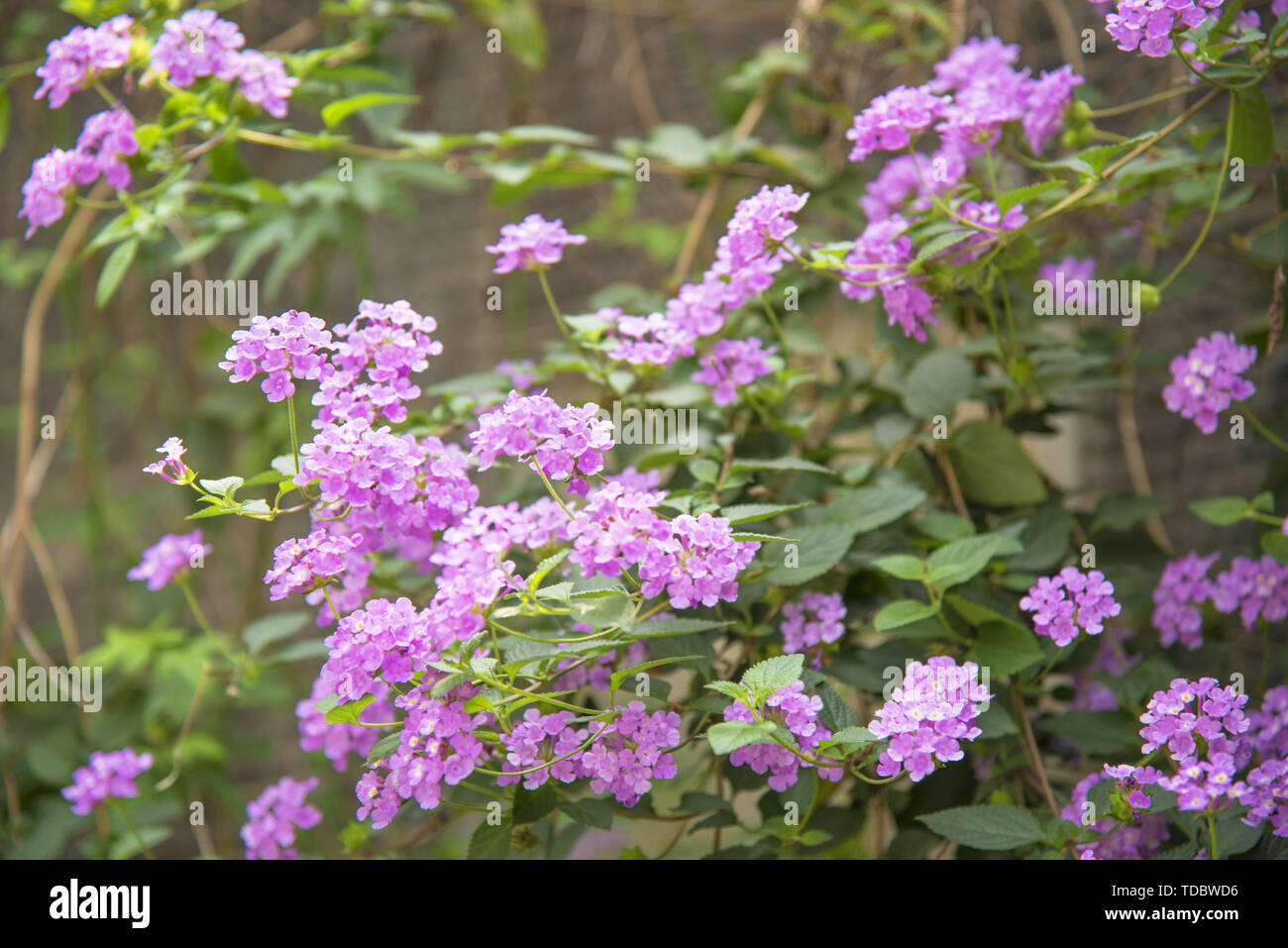 Purple flowers in the spring sun Stock Photo - Alamy