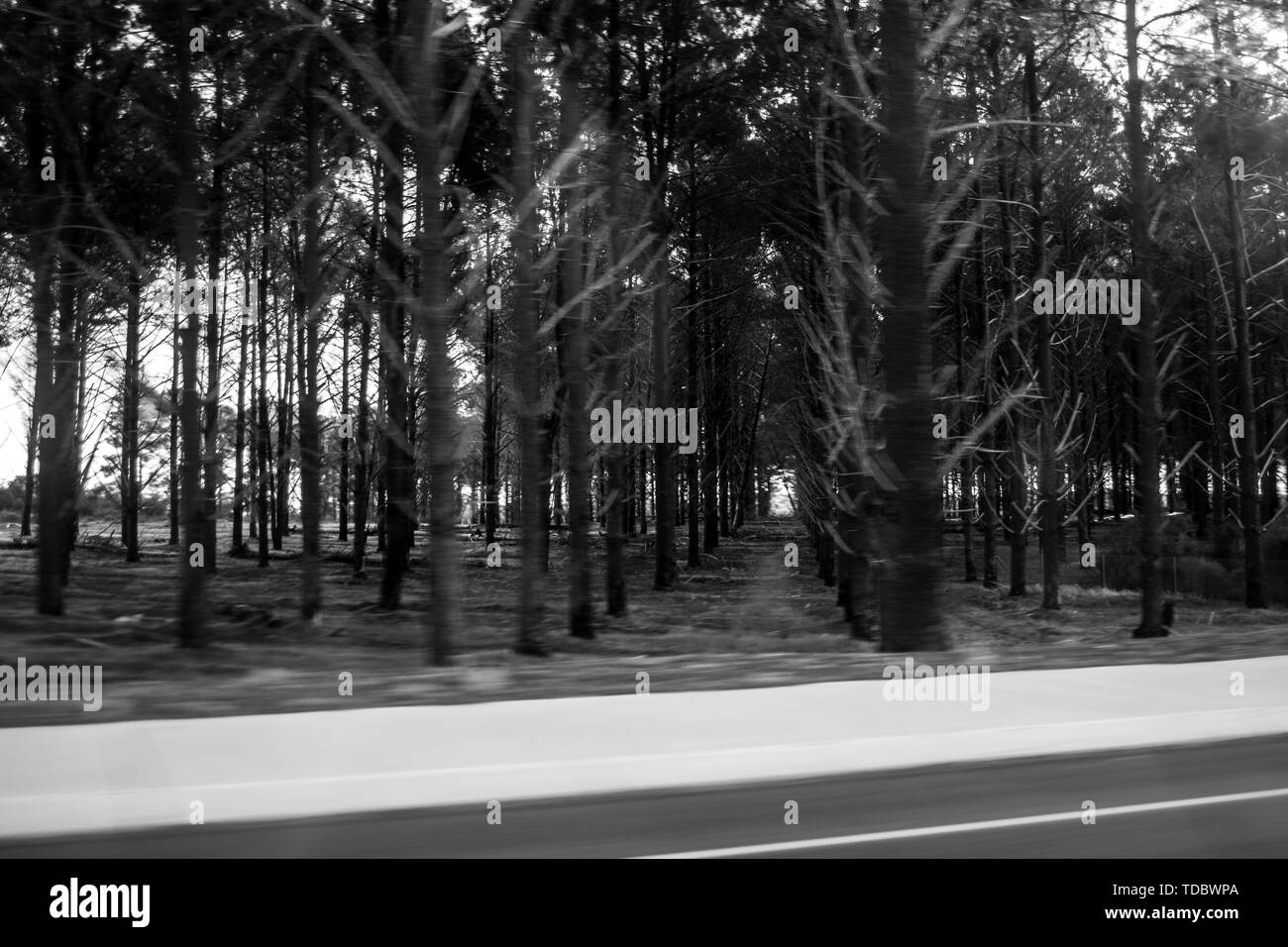 Landscape in black and white of trees motion blur Stock Photo